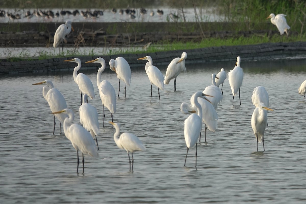 Great Egret - ML643412786
