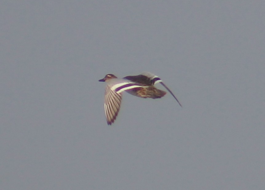 Garganey - ML643412787