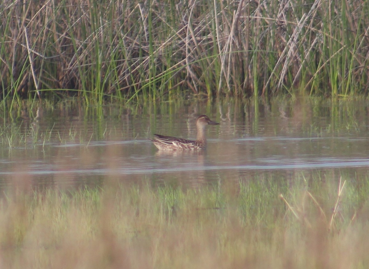 Garganey - ML643412788