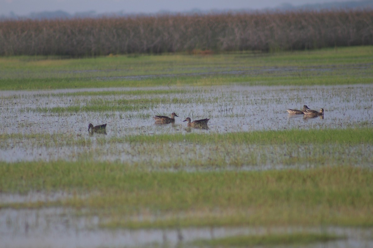Garganey - ML643412789
