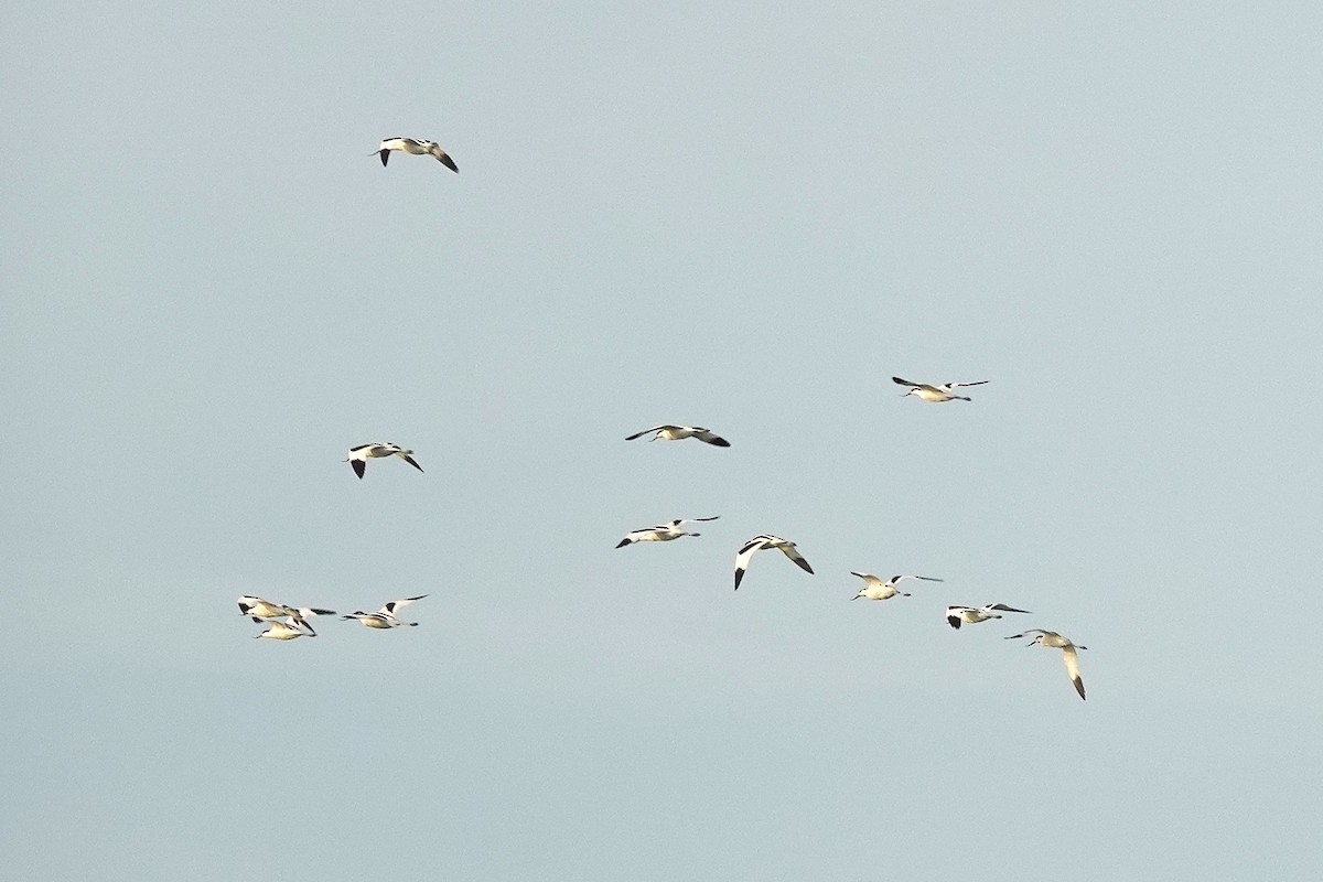 Pied Avocet - ML643412792
