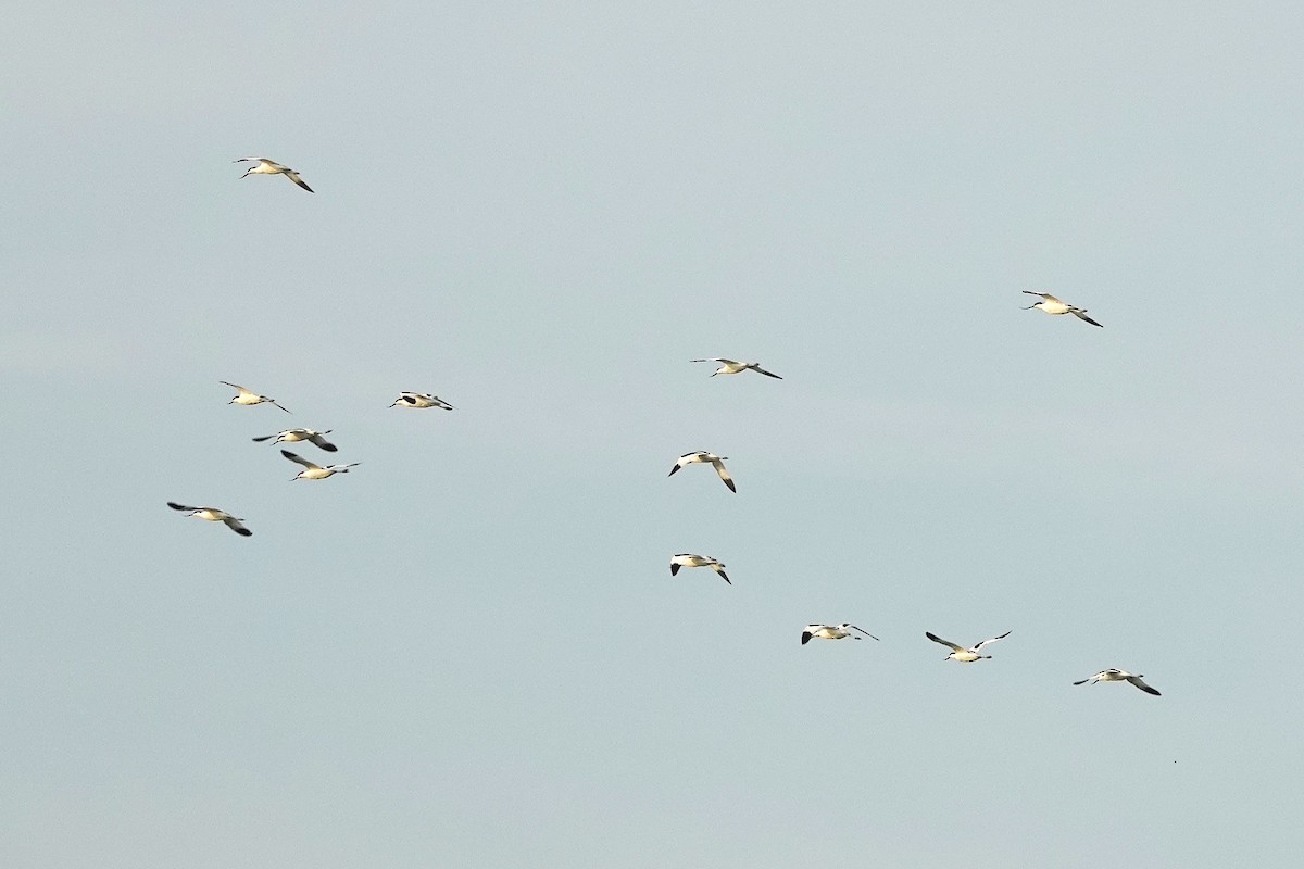 Pied Avocet - ML643412793