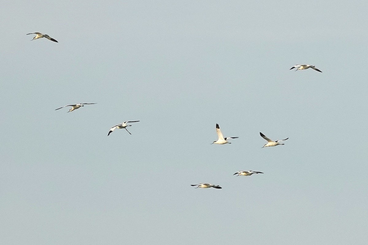 Pied Avocet - ML643412794