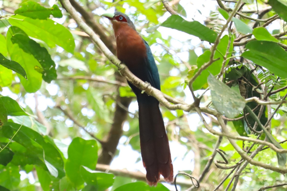 Chestnut-breasted Malkoha - ML643412795