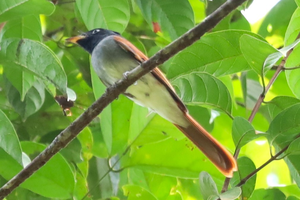 アムールサンコウチョウ - ML643412803