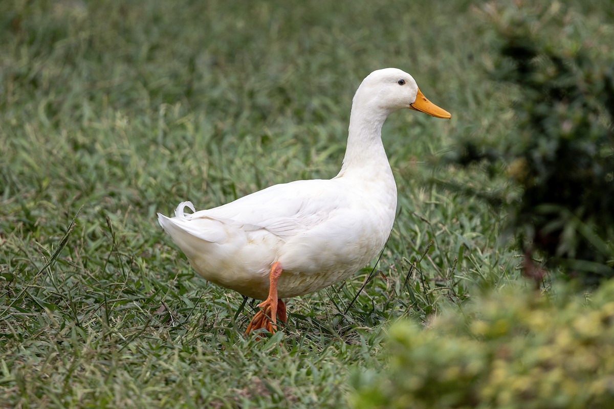 Graylag Goose (Domestic type) - ML643412804