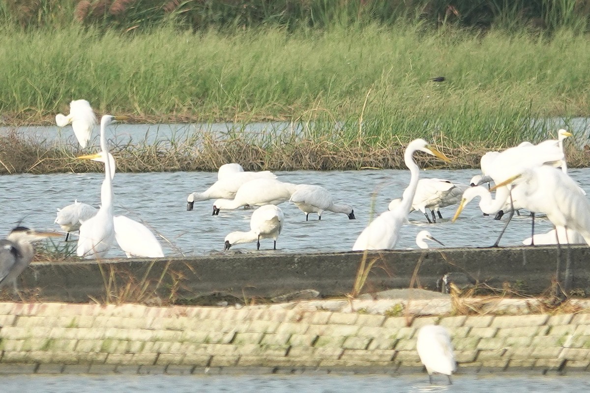 Black-faced Spoonbill - ML643412814