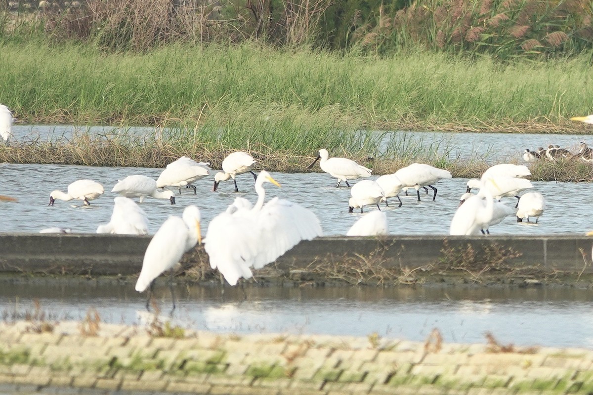 Black-faced Spoonbill - ML643412815