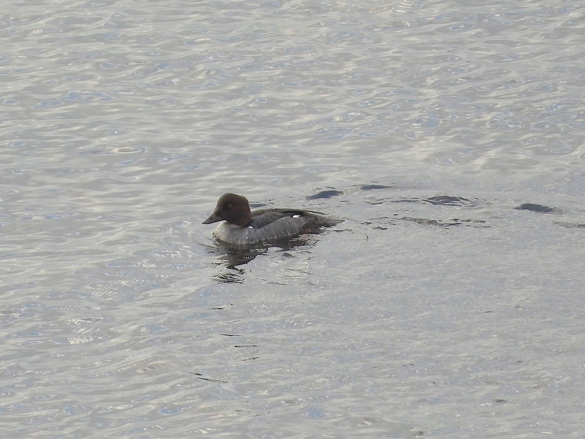 Common Goldeneye - ML643412823