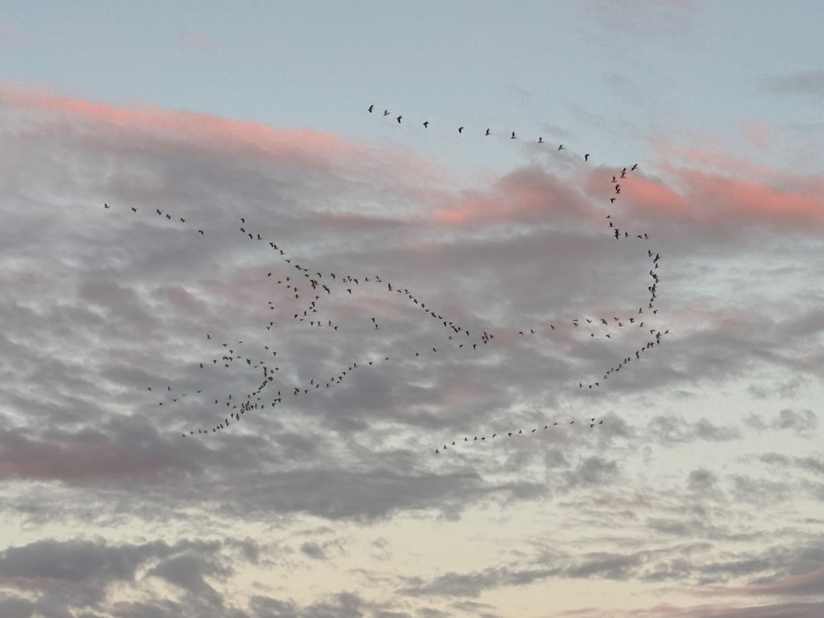 American White Pelican - ML643412830
