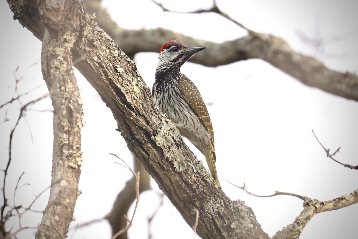 Golden-tailed Woodpecker - ML643412833