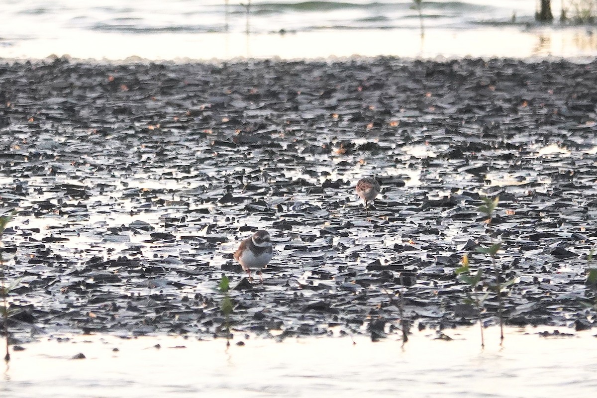 Common Ringed Plover - ML643412840