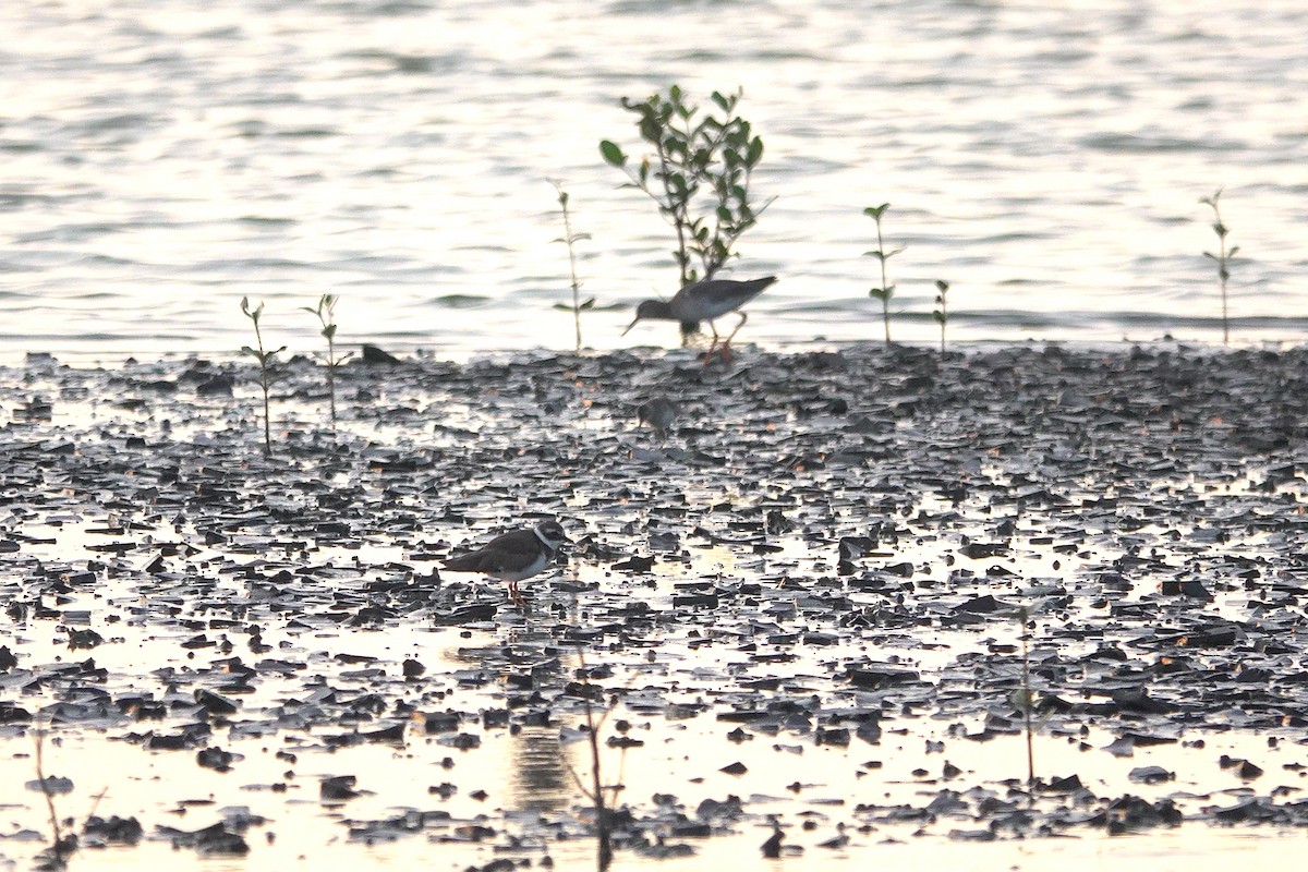 Common Ringed Plover - ML643412841