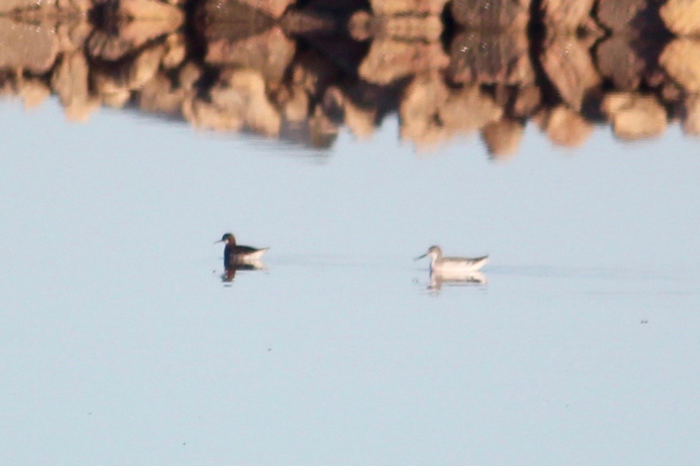 Phalarope de Wilson - ML643412848