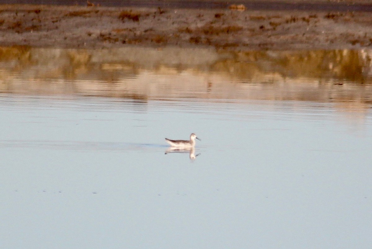 Phalarope de Wilson - ML643412850