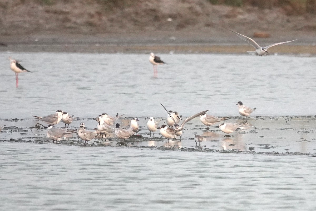 Whiskered Tern - ML643412859