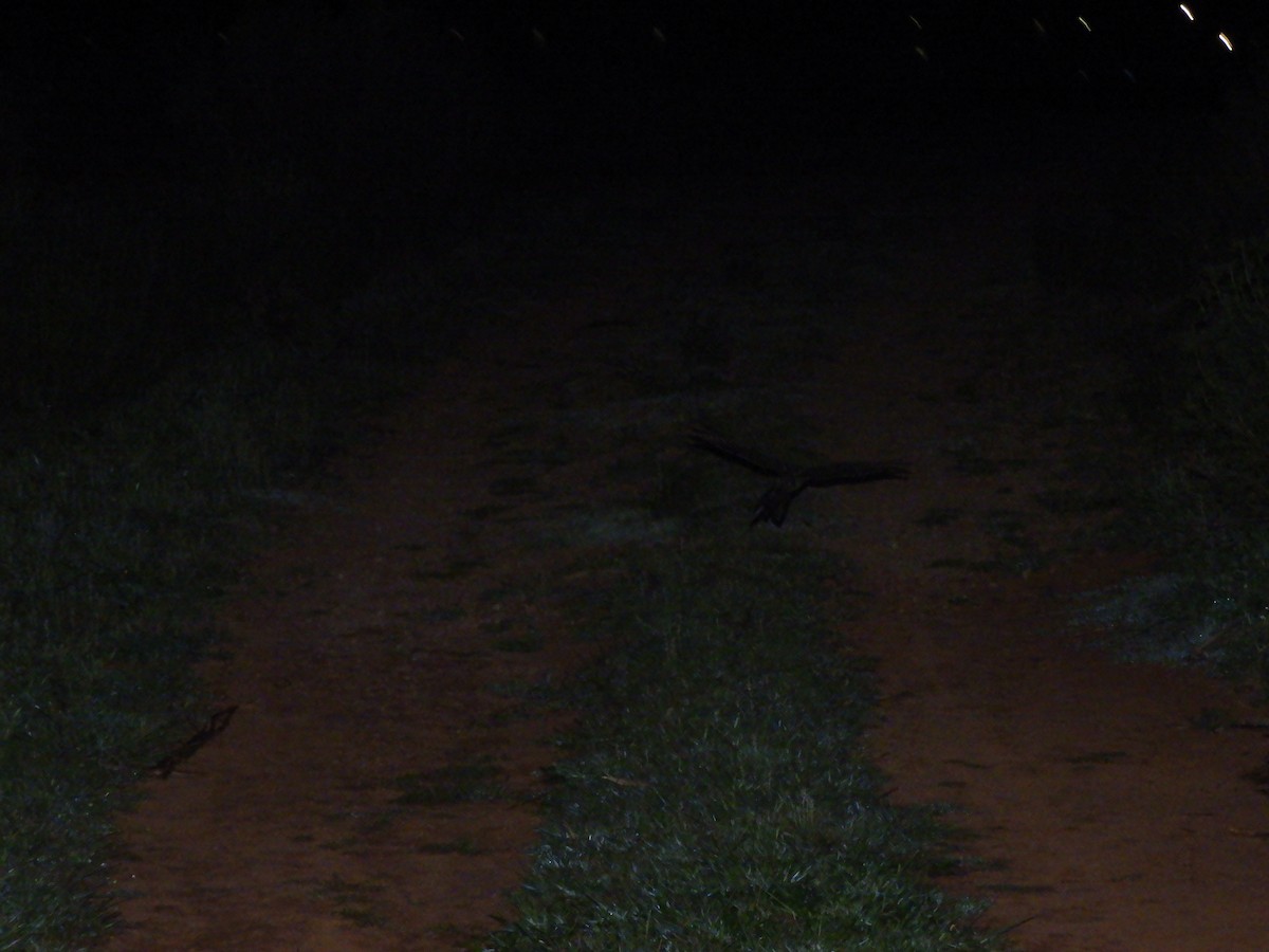 Scissor-tailed Nightjar - ML643412863