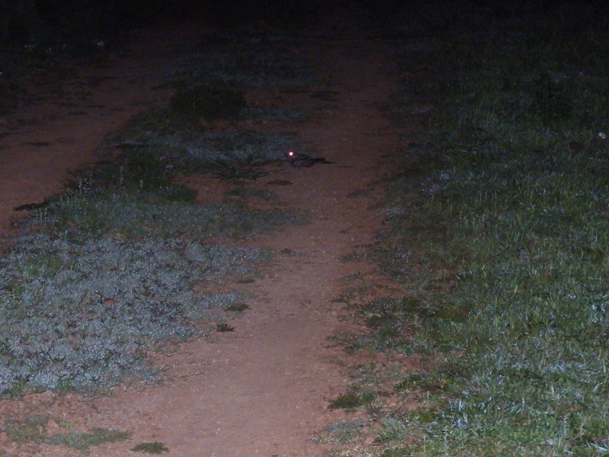 Scissor-tailed Nightjar - ML643412866
