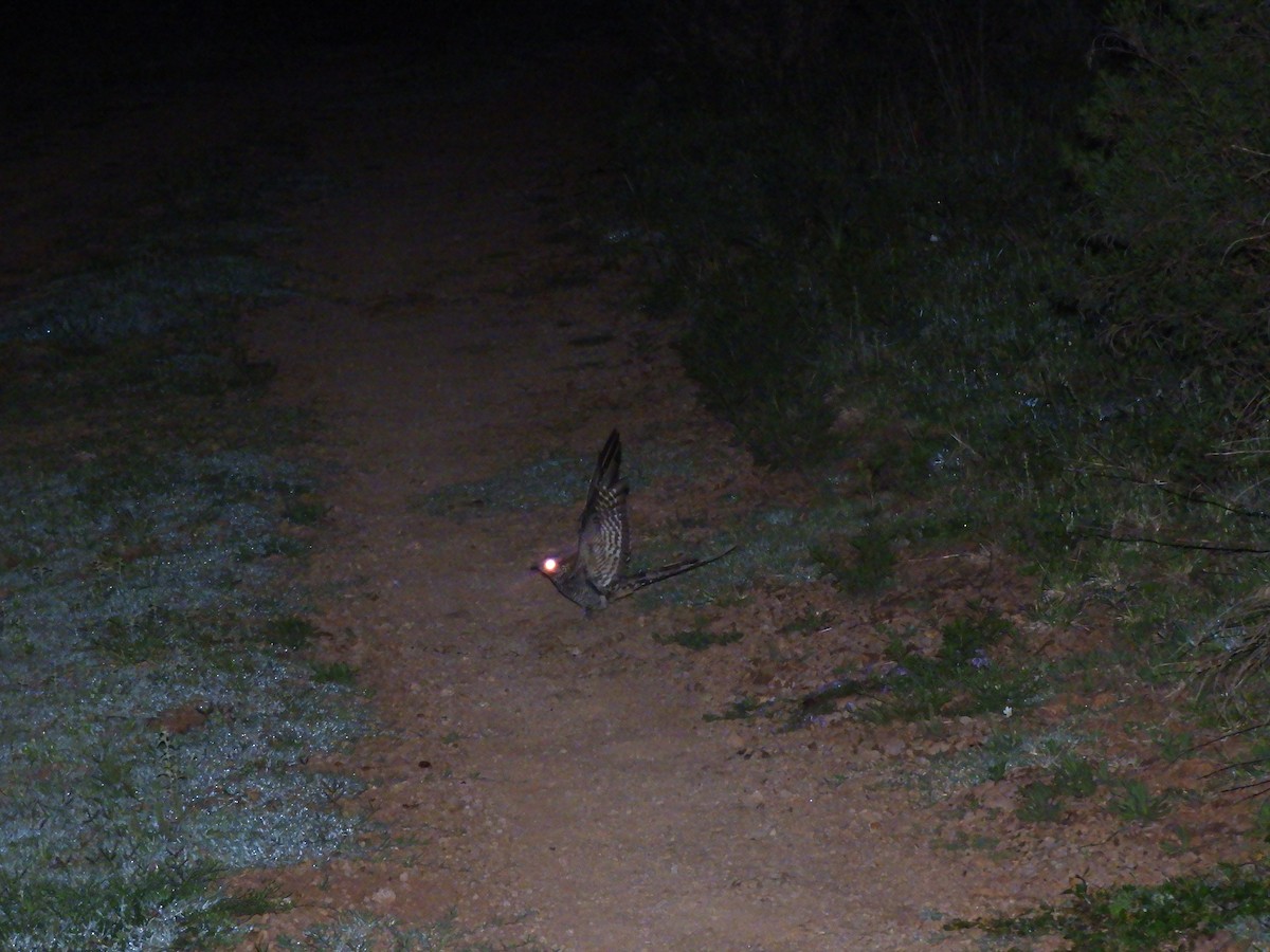Scissor-tailed Nightjar - ML643412867
