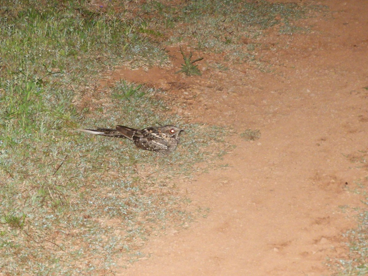 Scissor-tailed Nightjar - ML643412869