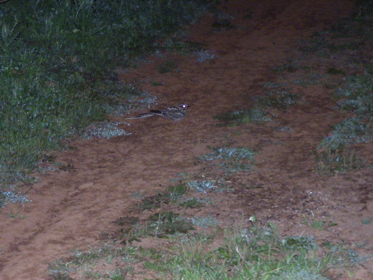 Scissor-tailed Nightjar - ML643412870