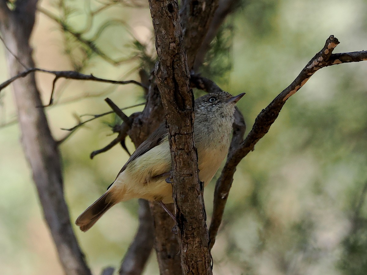 Buff-rumped Thornbill - ML643412884