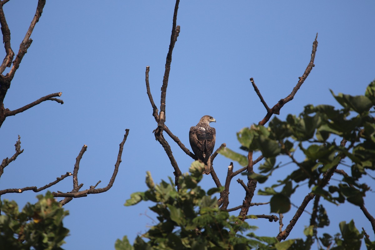 Tavşancıl - ML643412903