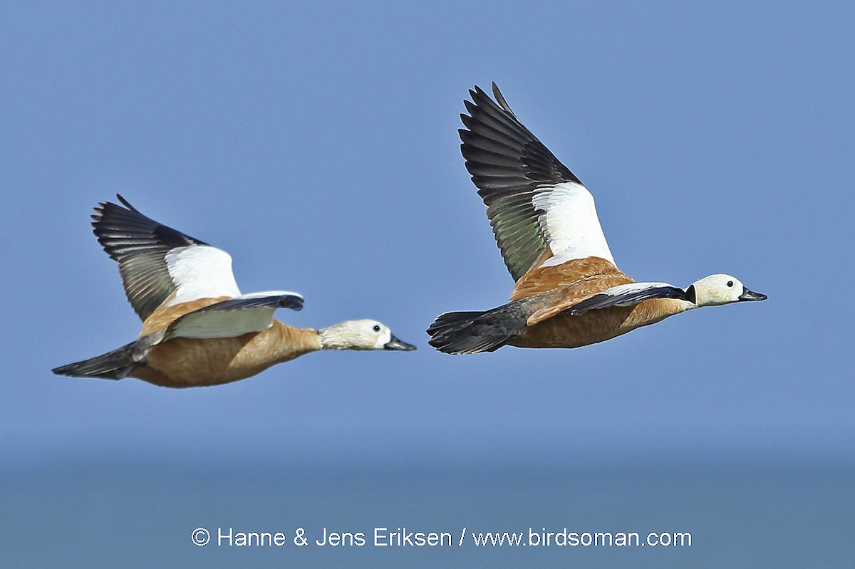 Ruddy Shelduck - Jens Eriksen