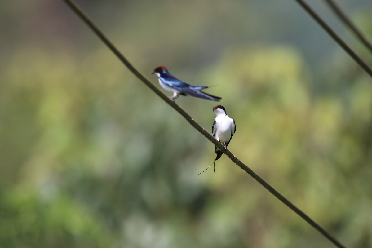 Wire-tailed Swallow - ML643412928