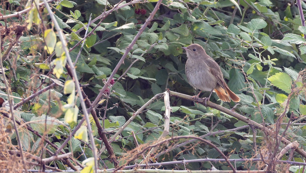 Thrush Nightingale - ML643412935