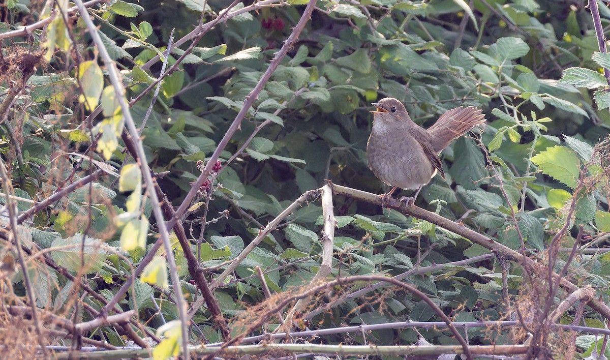 Thrush Nightingale - ML643412936