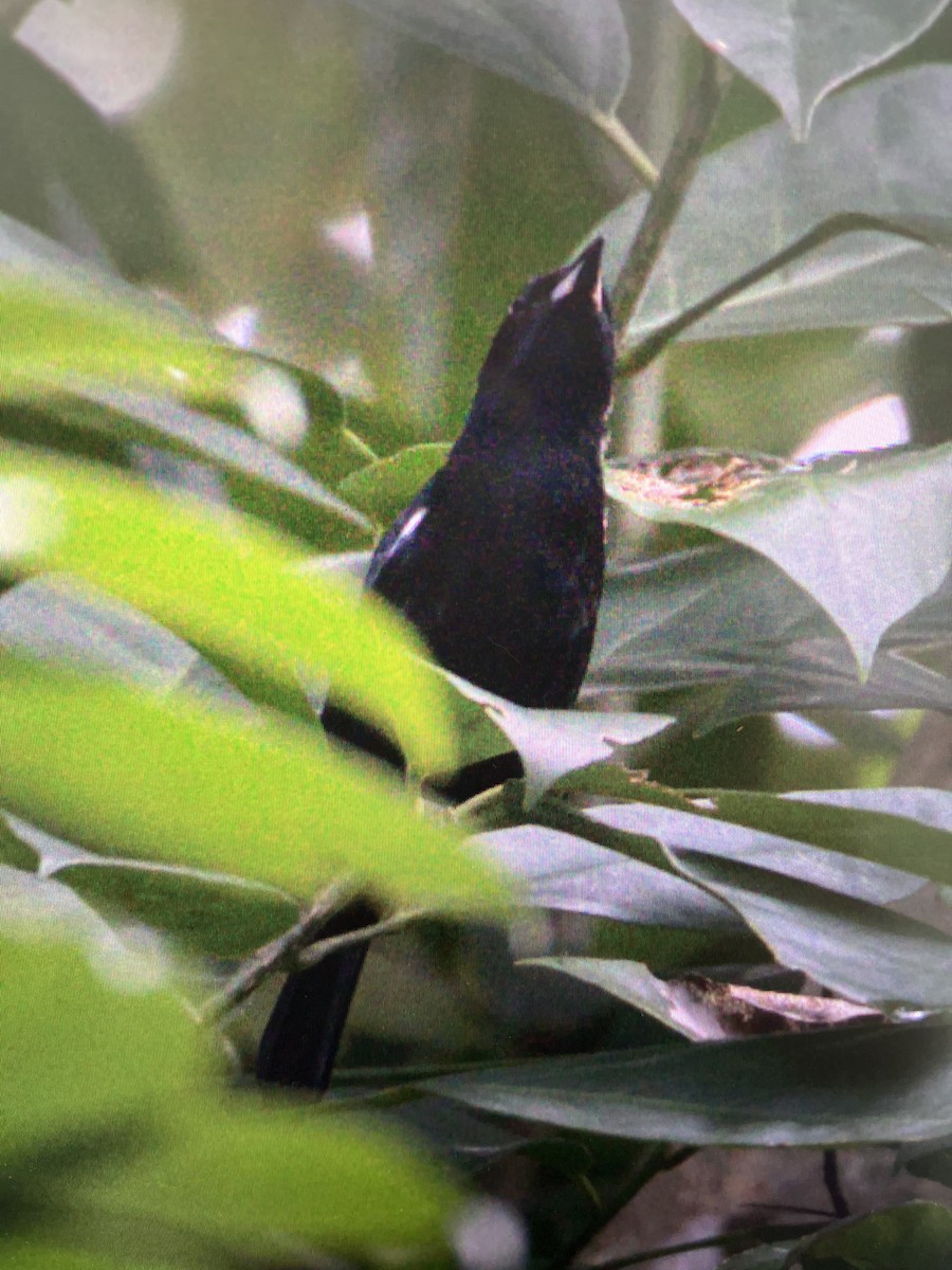 White-lined Tanager - ML643412937