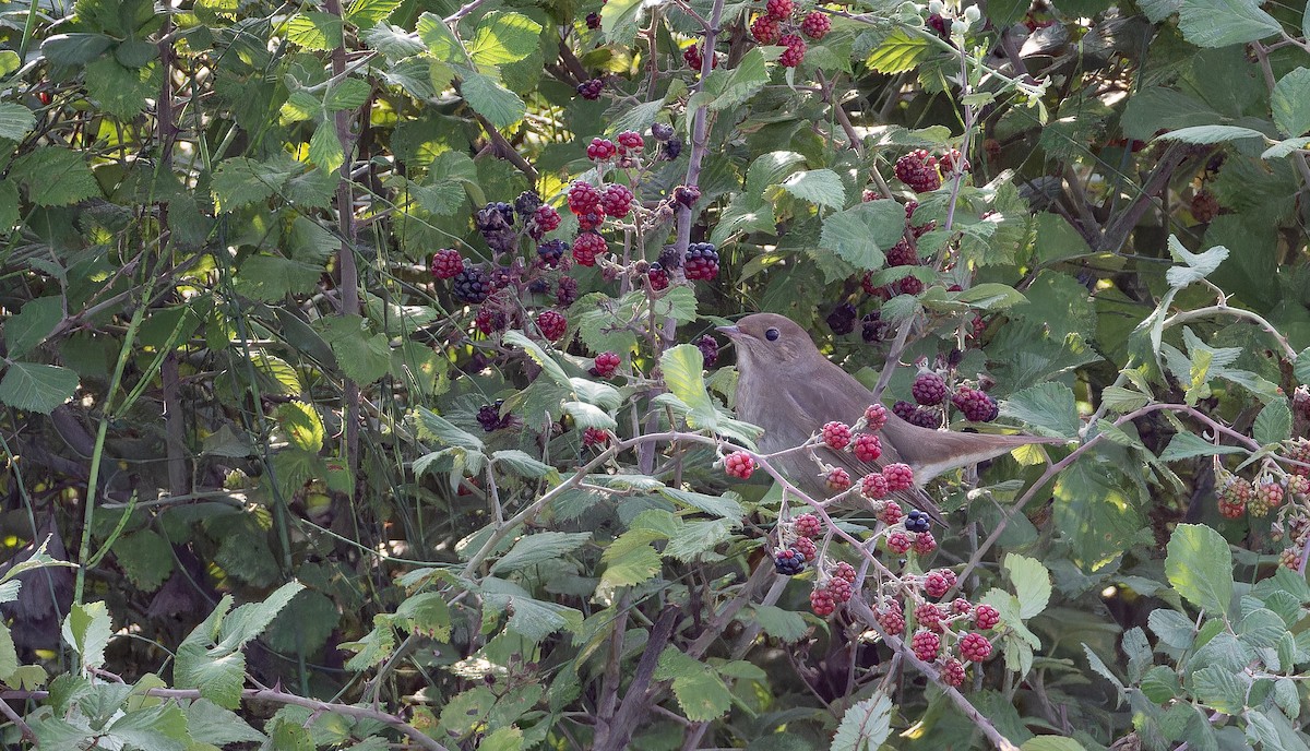 Thrush Nightingale - ML643412938