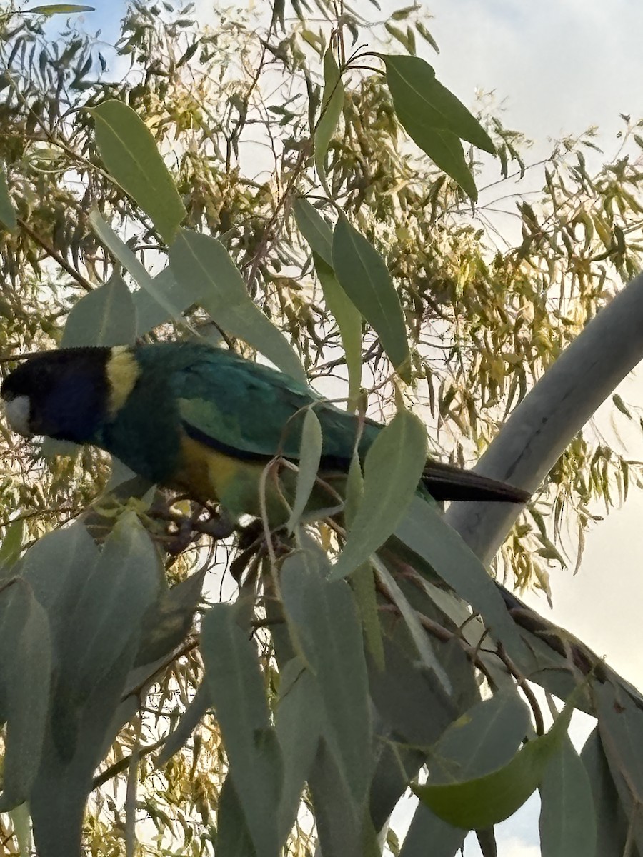 Australian Ringneck - ML643412939