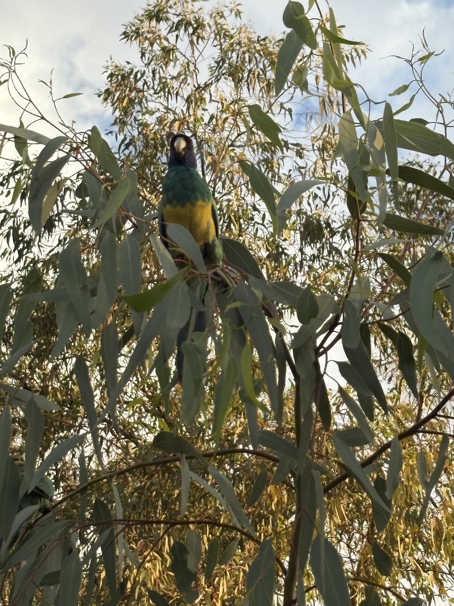 Australian Ringneck - ML643412940