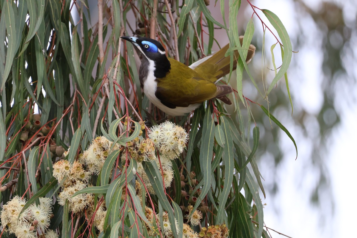 Blue-faced Honeyeater - ML643412941