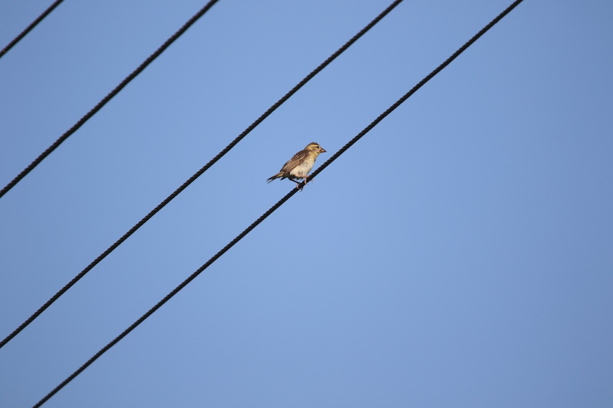 Baya Weaver - ML643412953