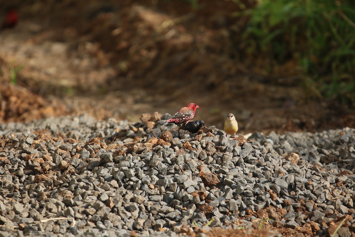 Red Avadavat - ML643412959