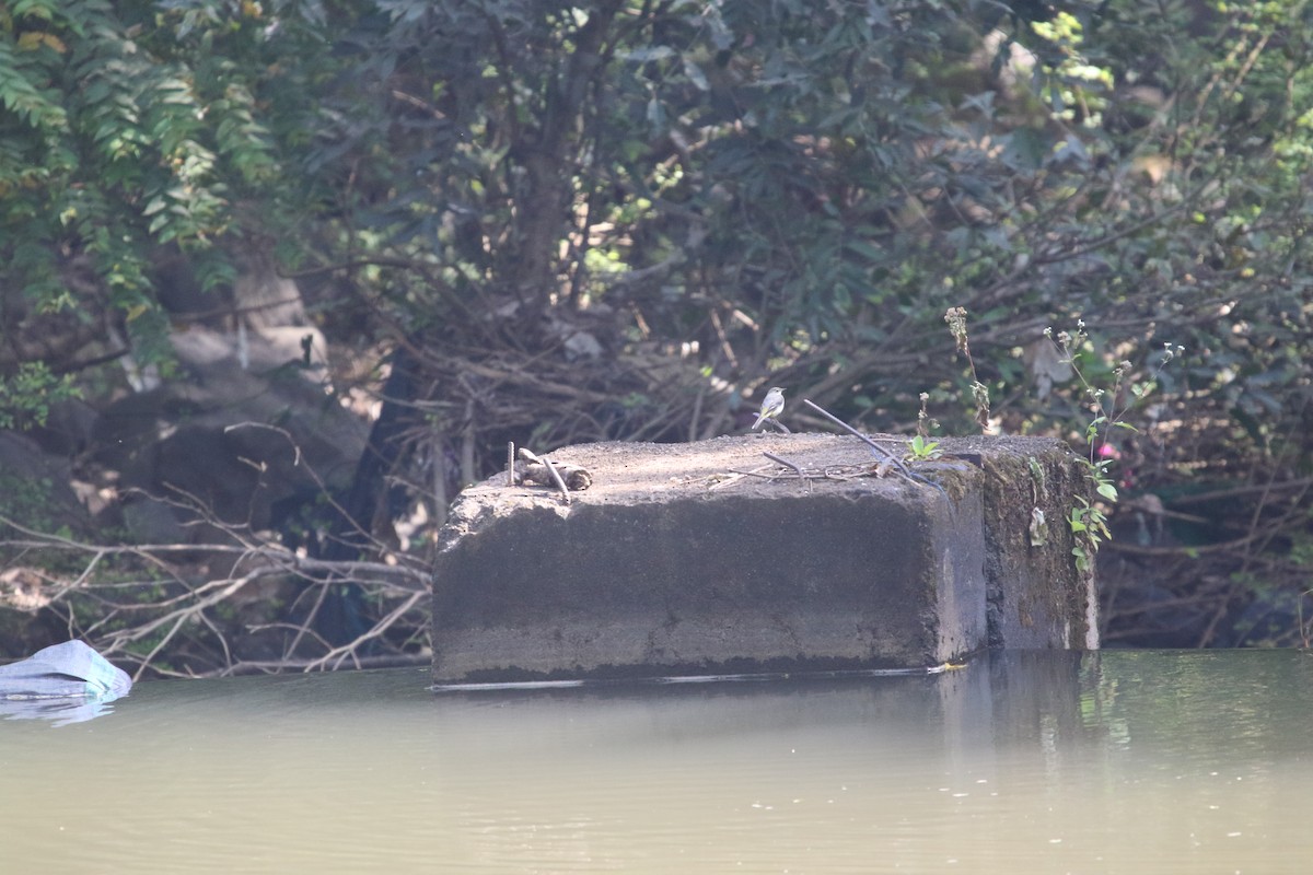 Gray Wagtail - ML643412962