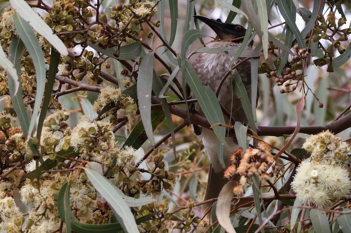 Noisy Friarbird - ML643412983