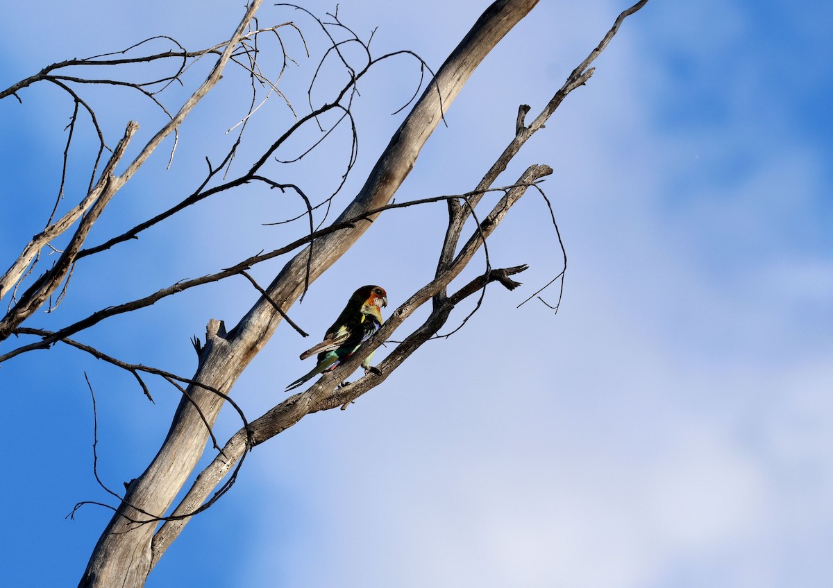 Eastern Rosella - ML643412984