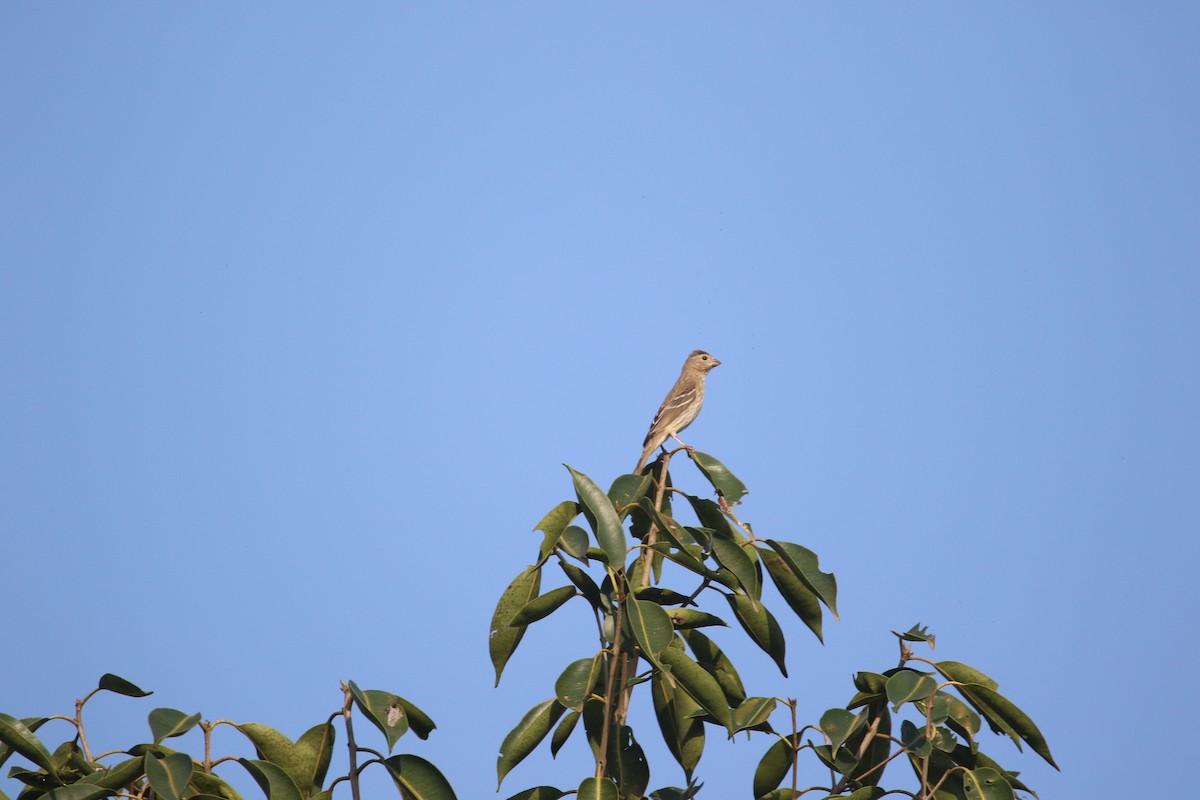 Common Rosefinch - ML643413003
