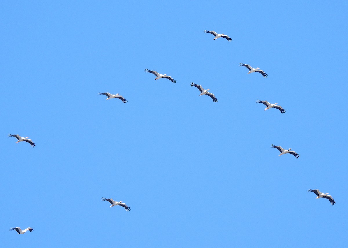 White Stork - ML643413014