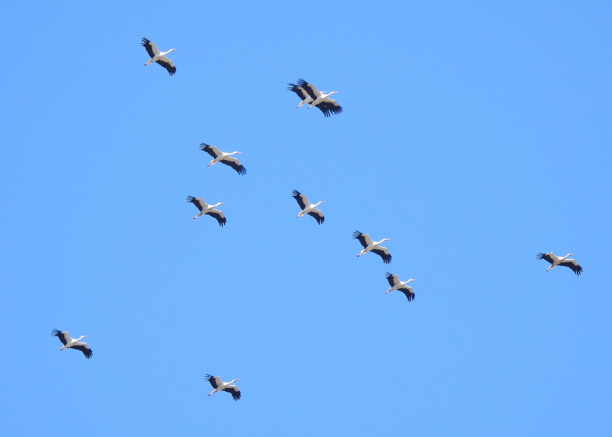 White Stork - ML643413015