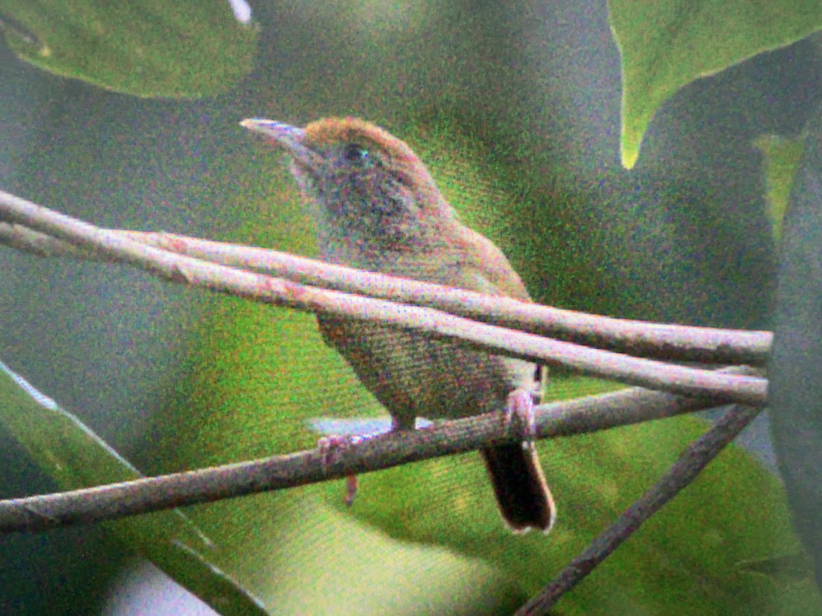 Tawny-crowned Greenlet - ML643413040