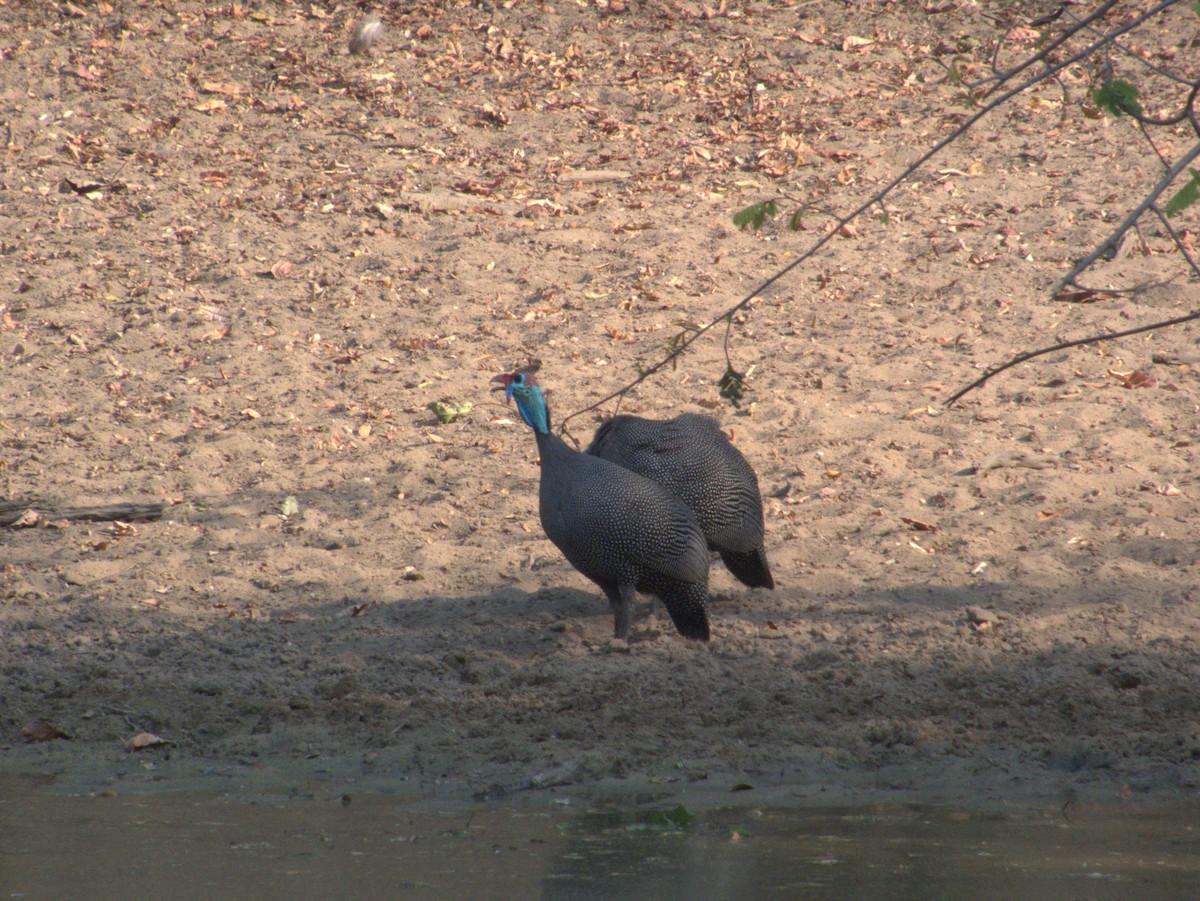 ホロホロチョウ - ML643413044