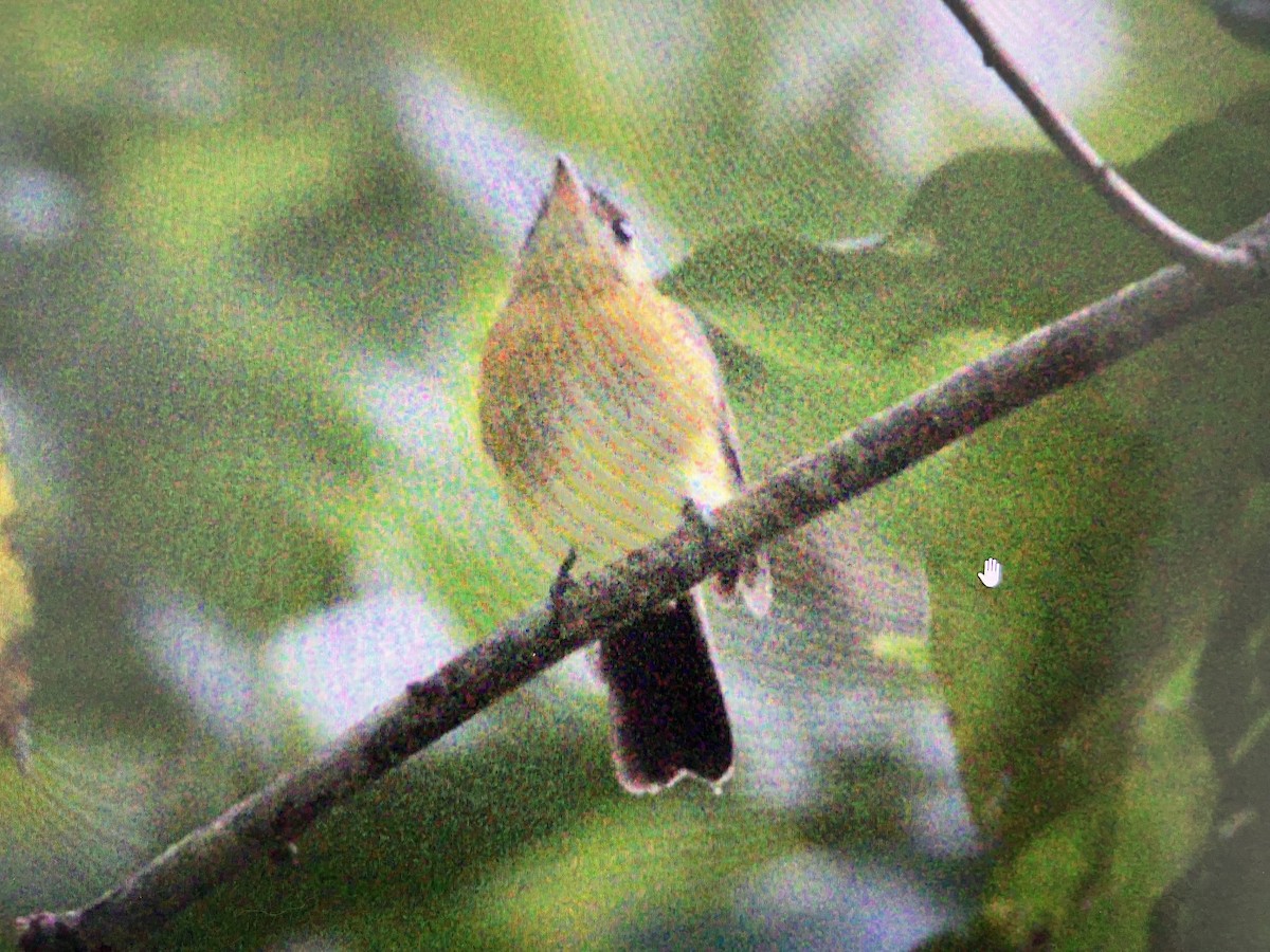 Sulphur-rumped Flycatcher - ML643413051