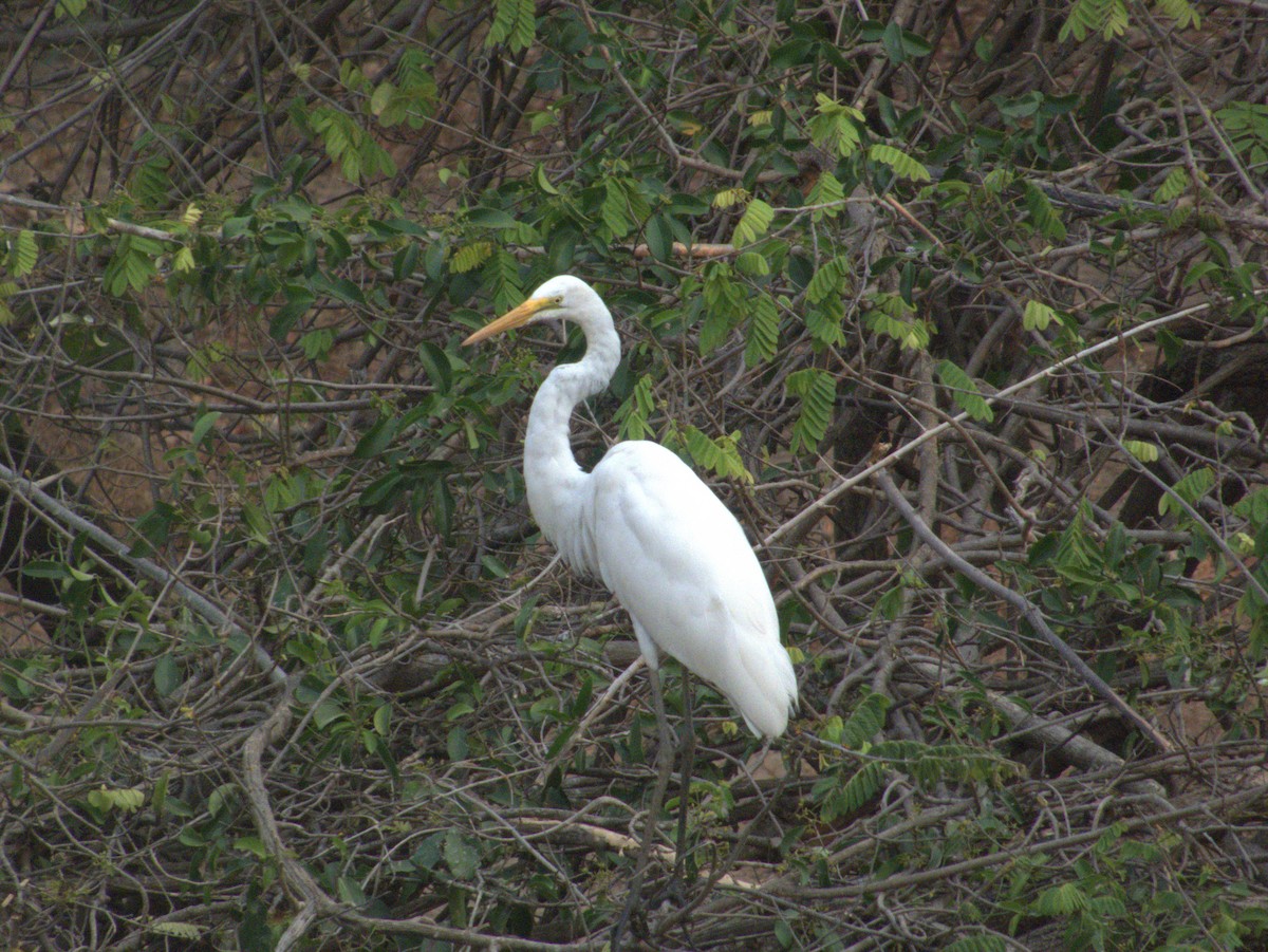 ダイサギ - ML643413052