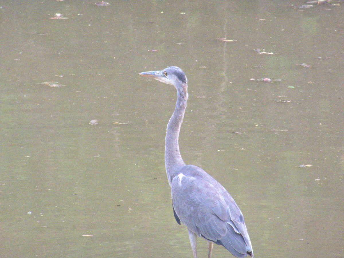 アオサギ - ML643413056