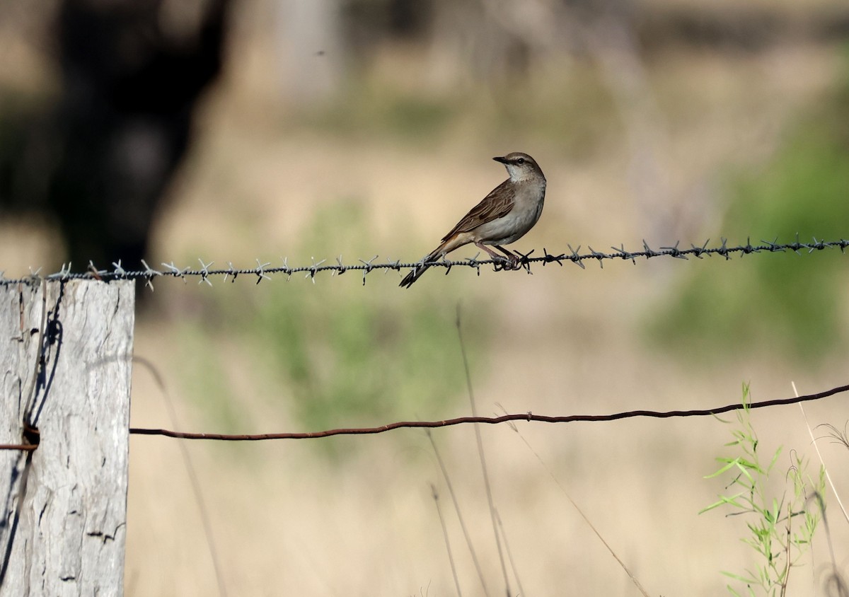 Rufous Songlark - ML643413060